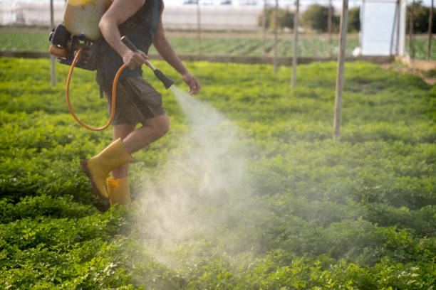 Best Local Pest Control Services  in Lincolnton, GA