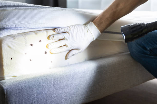 Best Wasp Removal Services  in Lincolnton, GA