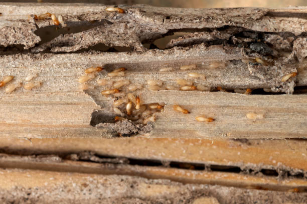 Best Cockroach Control Services  in Lincolnton, GA